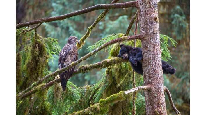 جائزة مصور الحياة البرية للعام 2021